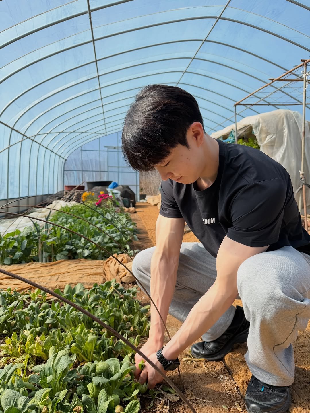 Photo by 이정훈 | 운동루틴 • 다이어트꿀팁 • 자기관리 on February 16, 2026. May be an image of chard, collard greens, cold frame, strawberry and text.