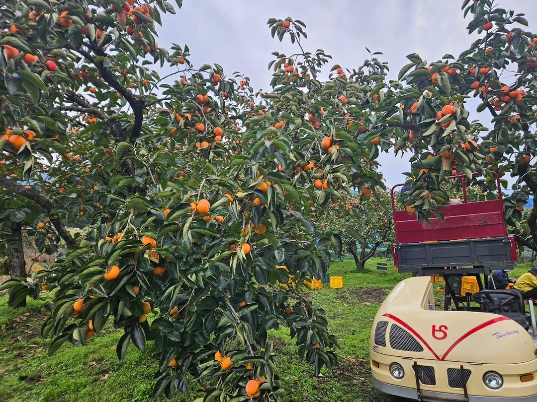 Photo by 라라쌤 on October 26, 2025. May be an image of mandarin, scooter and text.