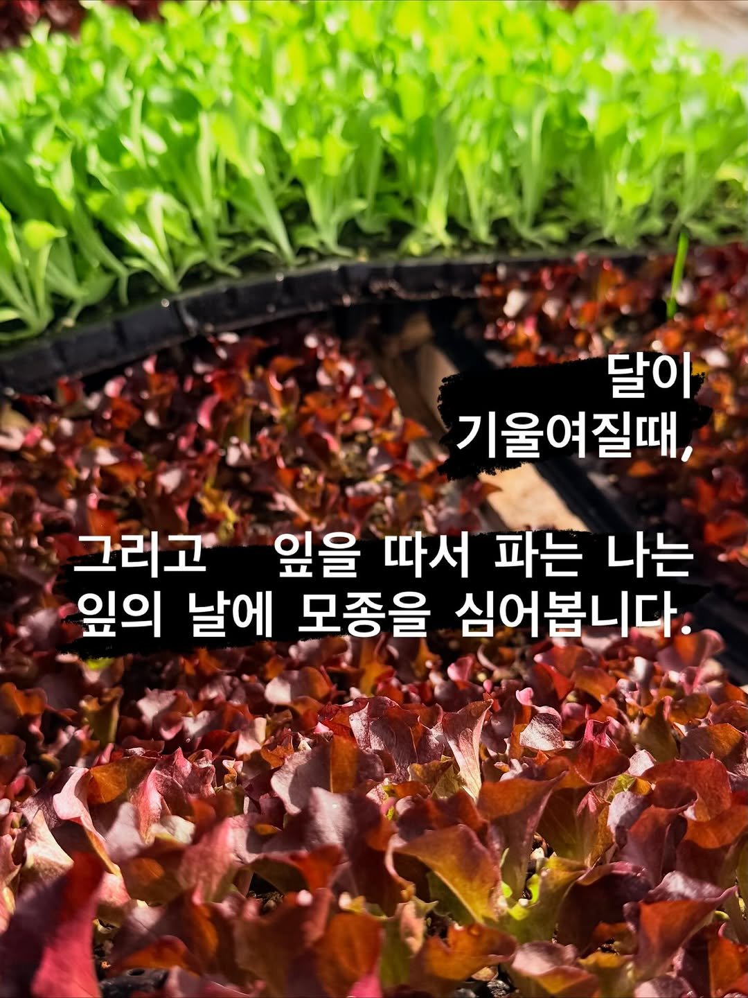Photo by 라라라채소밭  쌈채소 & 허브판매 on November 10, 2025. May be an image of vegetable, plant and text that says '달이 기울여질때, 그러고 잎을 따서 파는 나는 잎의 날에 모종을 심어봅니다.'.