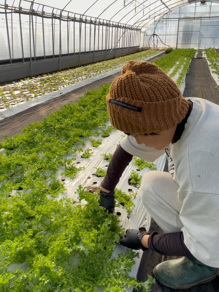 lalala_farm 게시물 이미지: 주말에 갑자기 추워진다는 소식을 듣고
아이들에게 물을 넉넉히 줬어요.
그래서 월요일...