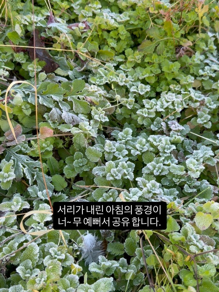 lalala_farm 게시물 이미지: 오늘 두번째 서리가 내렸어요. 

9시가 되어가니, 작은 물방울로 변합니다....