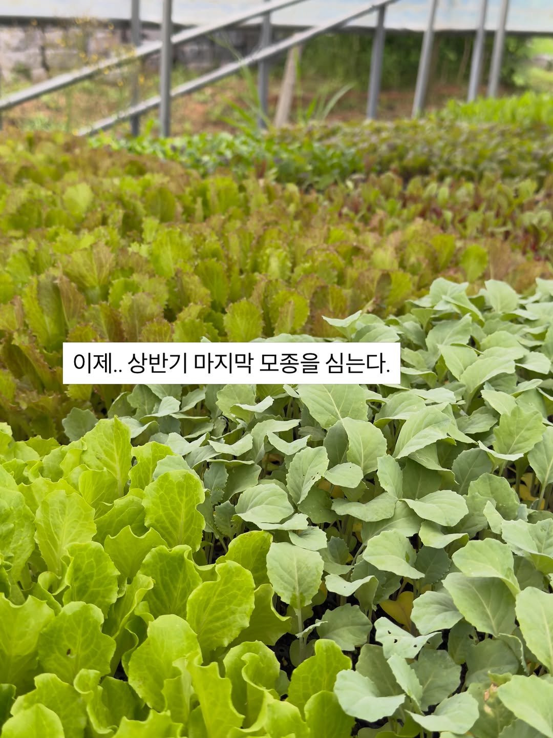 lalala_farm 게시물 이미지: 여름 쌈채소는 늘 조마조마합니다.

벌과 나비, 나방이 날아다니면
어김없이 애벌레가...