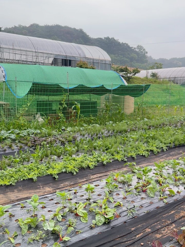 lalala_farm 게시물 이미지: 몇 일이었잖아… 라고 말해도,

농부에게는 그 몇 일이 결코 몇 일이...