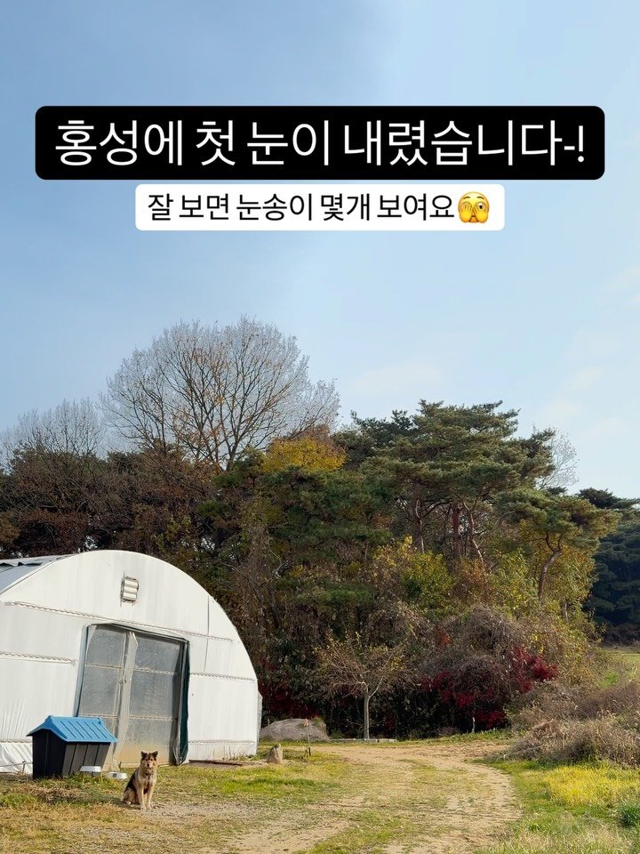 lalala_farm 게시물 이미지: 화요일 눈소식에 두근두근 했는데, 내리긴 했는데… 그랬는데.. 
내리면서...