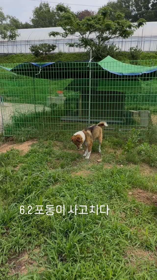 lalala_farm 게시물 이미지: 6.2 포동이 사고 치다

병아리가 한 마리씩 없어져서 고양이 짓인 줄...