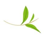 tenshi.matcha 프로필 사진