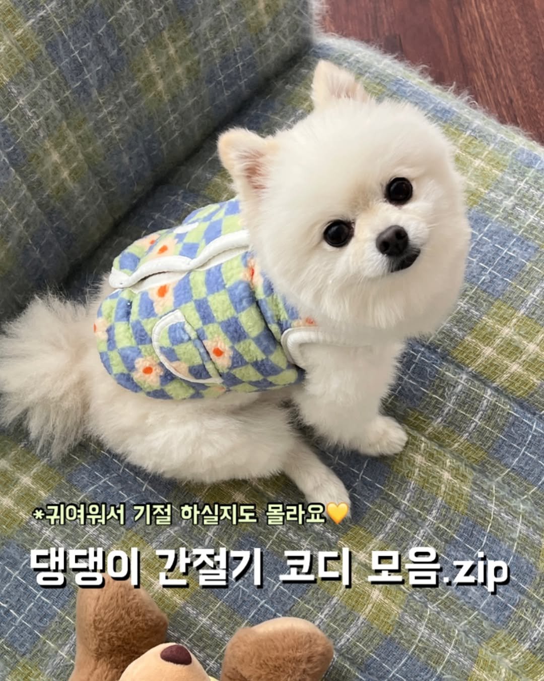 Photo by 앤헤일리 • 강아지옷 on September 27, 2025. May be an image of Pekinese and text that says '귀여워서 기절 하실지도 몰라요 댕댕이 간절기 코디 모음 모음.zip zip'.