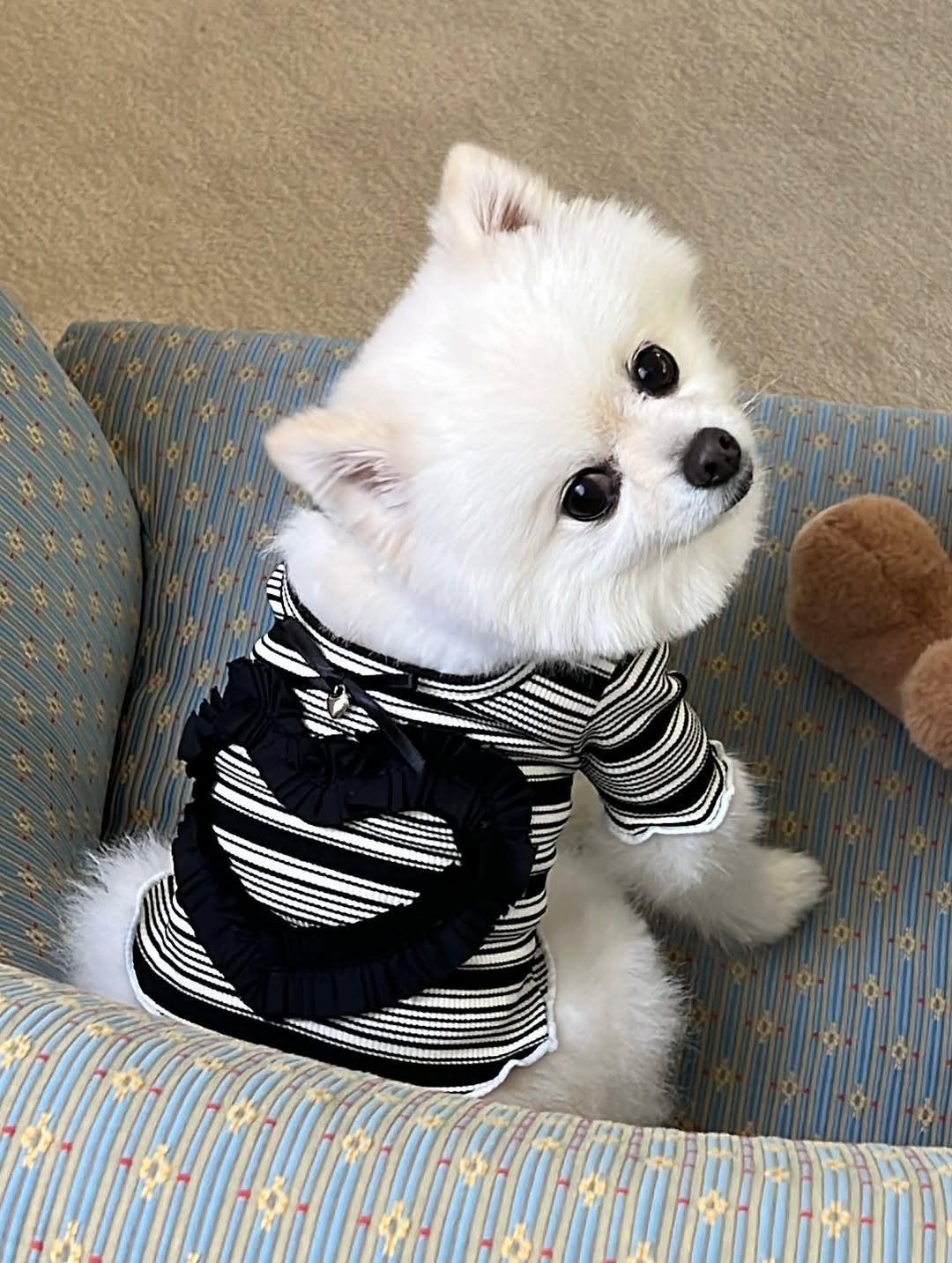 Photo by 앤헤일리 • 강아지옷 on October 03, 2025. May be an image of chihuahua, Maltese, Pekinese and text.