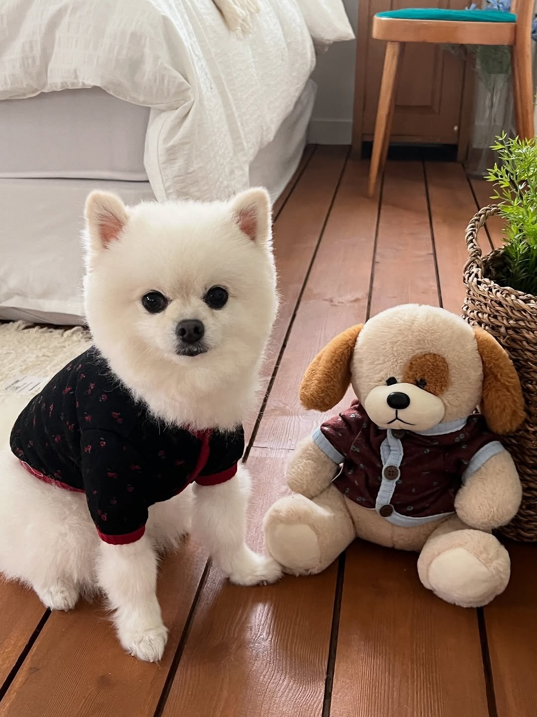 Photo by 앤헤일리 • 강아지옷 on October 04, 2025. May be an image of Maltese, Pekinese and text.