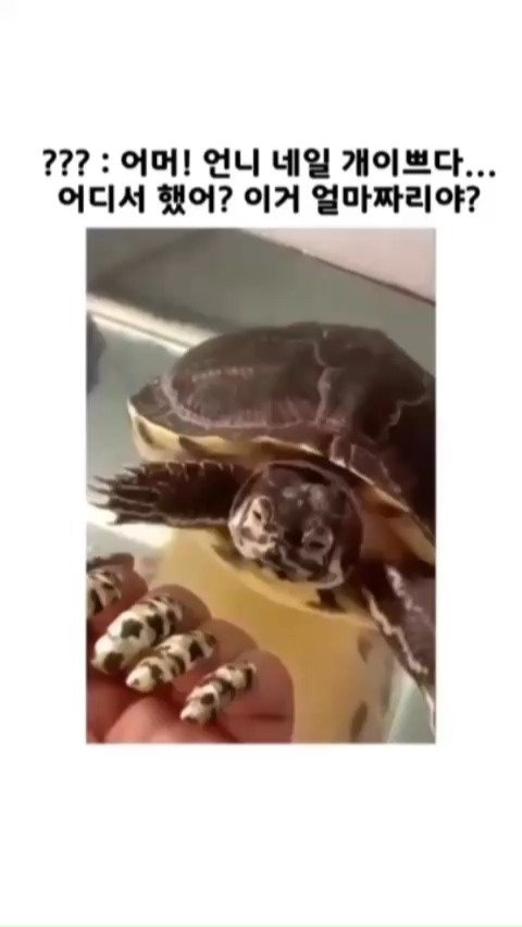 launchwindow42 게시물 이미지: ???: 쓰니야 그런 게 중요해?

#유머 #거북이 #예쁜네일 #릴스