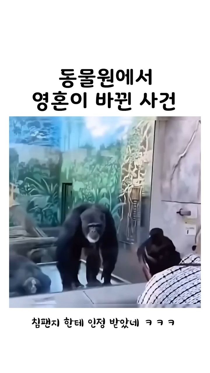 launchwindow42 게시물 이미지: 나는 드디어 인간을 그만두었다

#동물원 #침팬지 #릴스