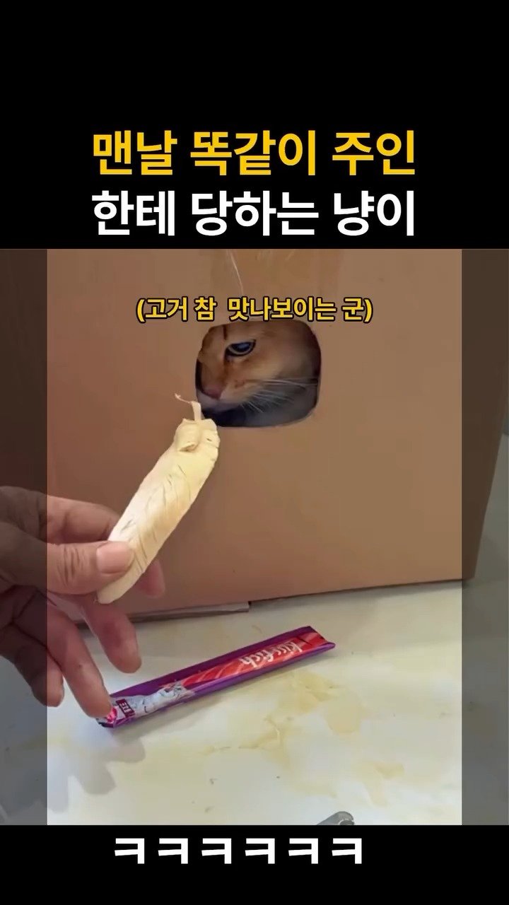 launchwindow42 게시물 이미지: 또 속냐 냥이야
재밌다면 팔로우와 좋아요
@launchwindow42
#고양이 #츄르 #유머