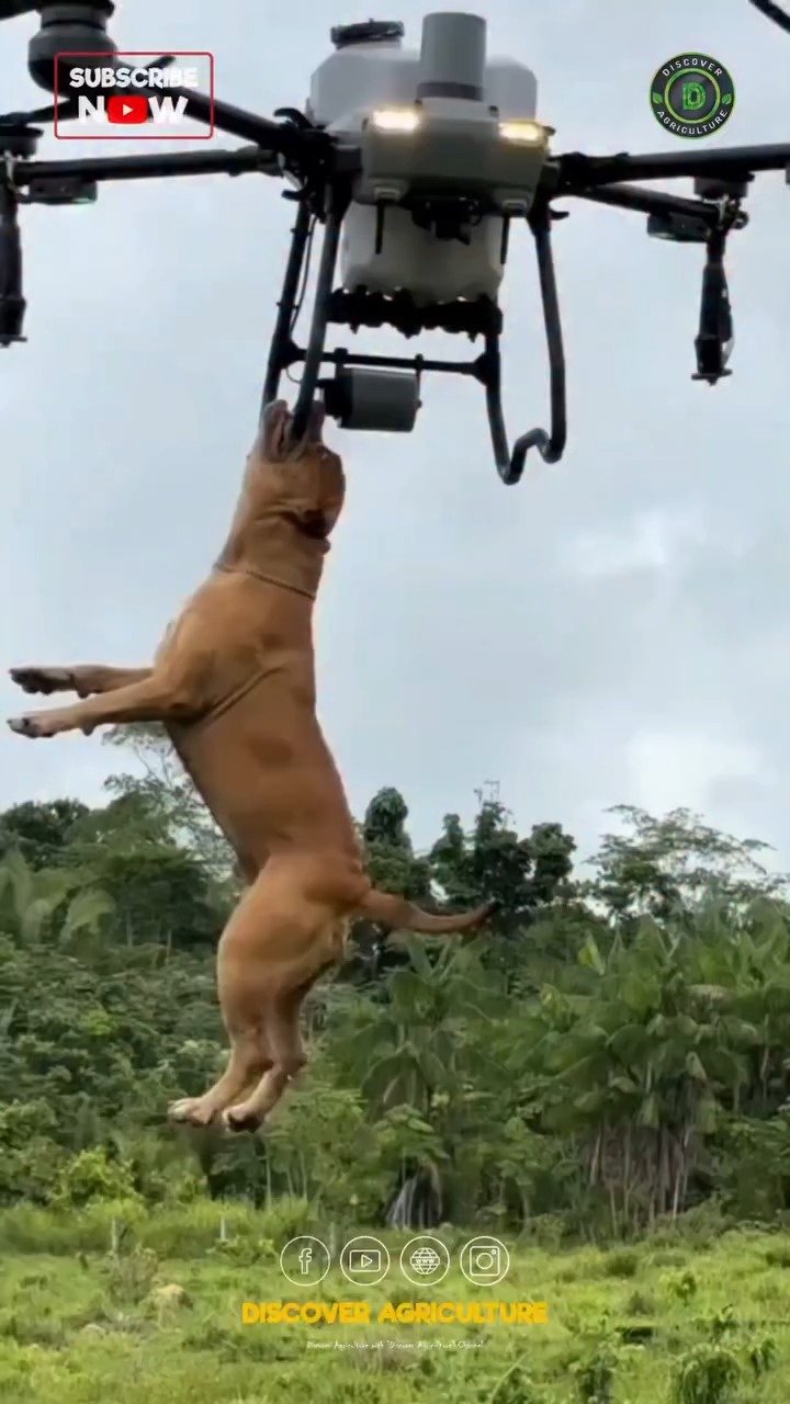 launchwindow42 게시물 이미지: 드론으로 안전하게 개를 옮기는 영상도 볼 수 있는 시대.

#드론 #개