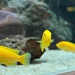 voyavivirel 프로필 사진