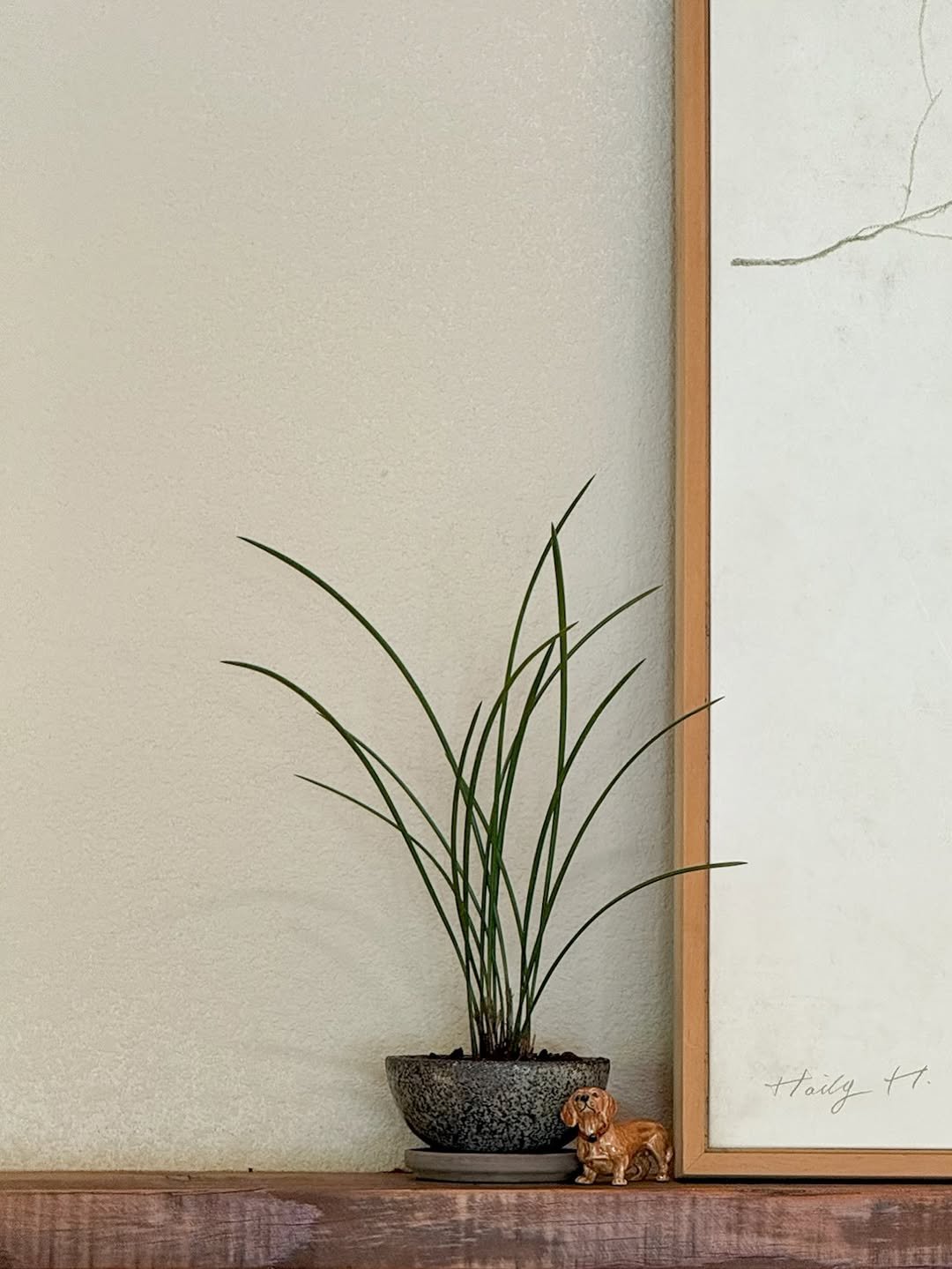 Photo by 리플렉티브 in Seoul, Korea. May be an image of house plant, mistletoe cactus and text.
