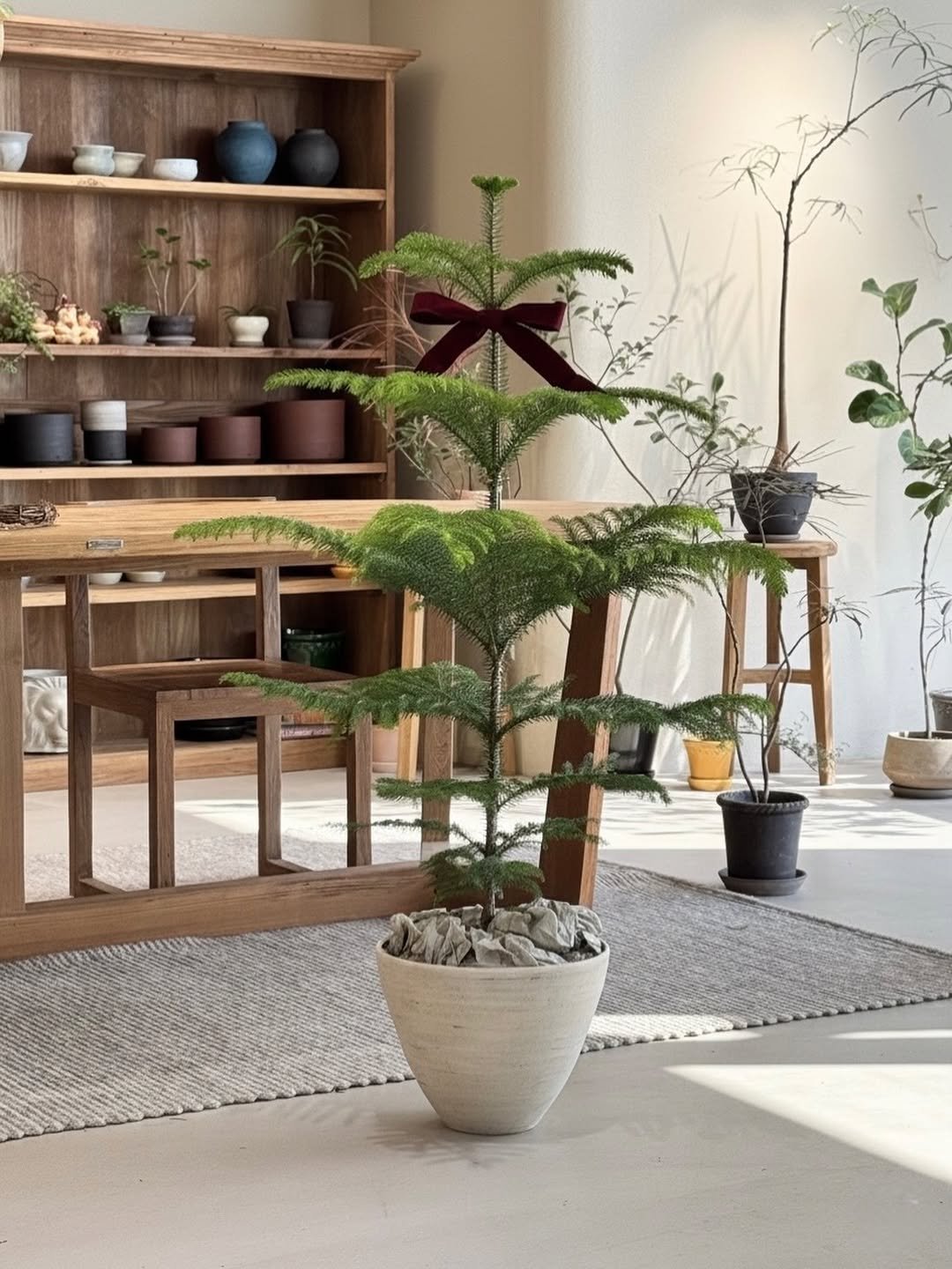 Photo by 리플렉티브 in Seoul, Korea. May be an image of house plant, mistletoe cactus and text.