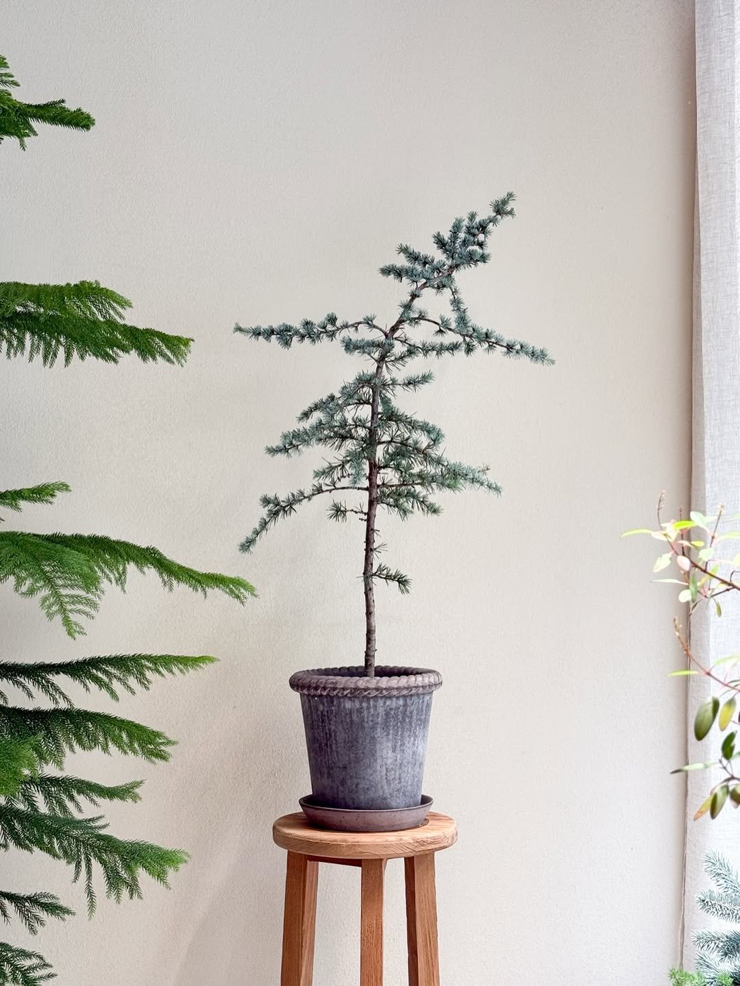 Photo by 리플렉티브 in Seoul, Korea. May be an image of tree and text.