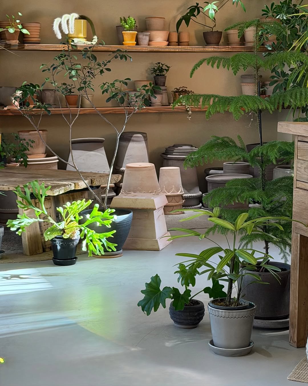 Photo by 리플렉티브 in Seoul, Korea. May be an image of flower pot, pottery, house plant, ivy, mistletoe cactus and text.