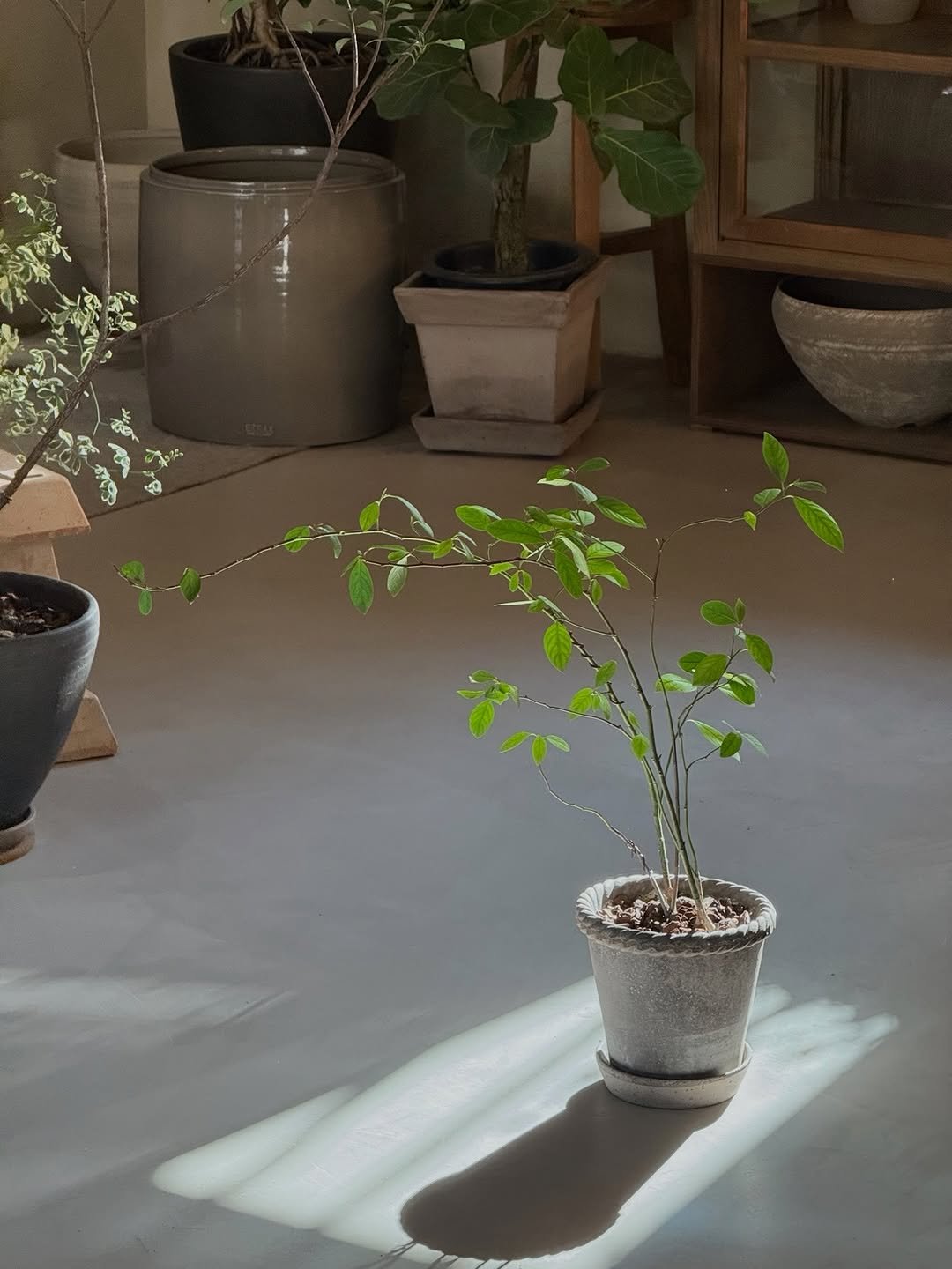 Photo by 리플렉티브 in Songpa District. May be an image of house plant and text.