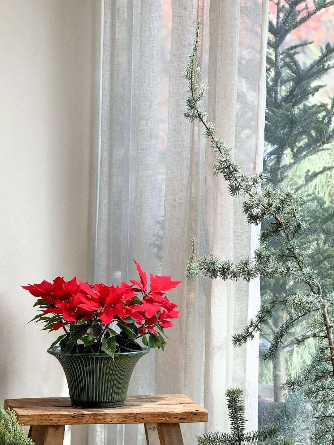 Photo by 리플렉티브 in Seoul, Korea. May be an image of curtains, flower pot, window and text.