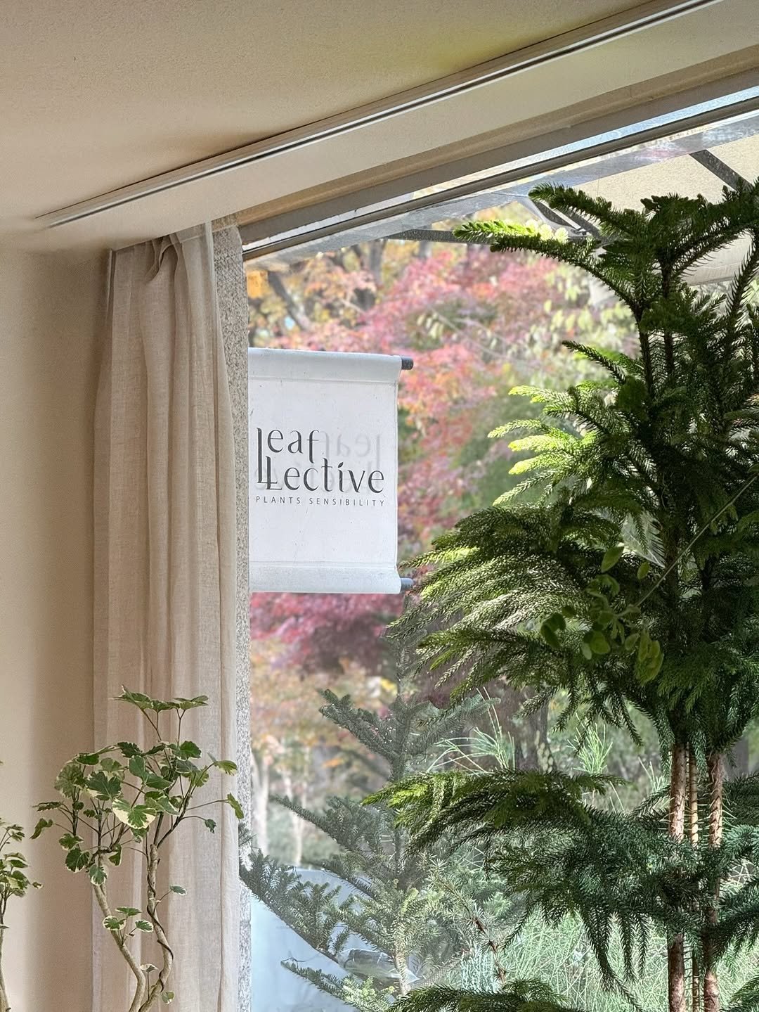 Photo by 리플렉티브 in Seoul, Korea. May be an image of curtains, indoors, window and text.