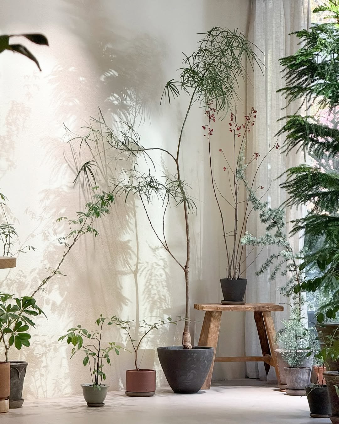 Photo by 리플렉티브 in Seoul, Korea. May be an image of house plant, mistletoe cactus and text.