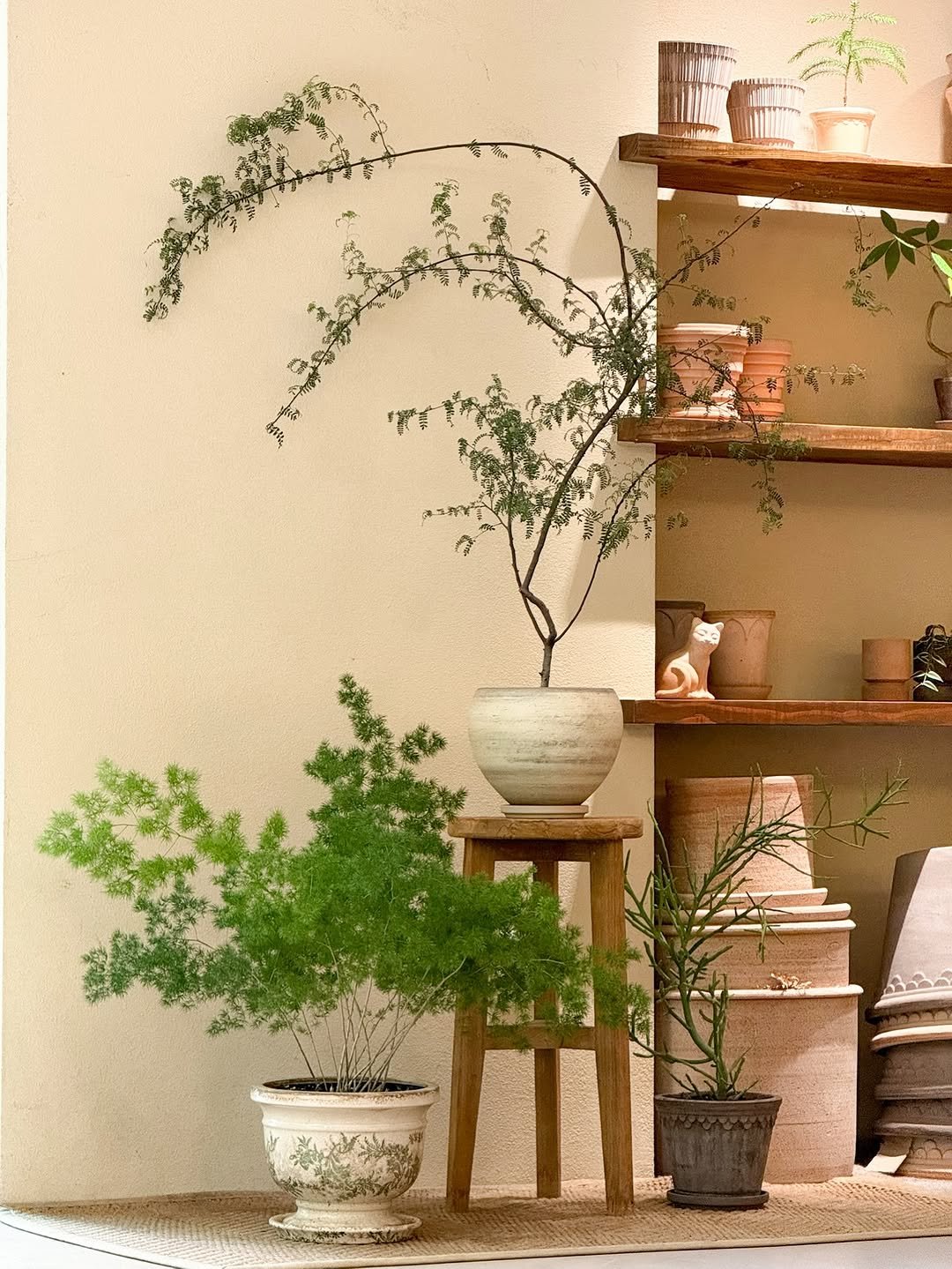 Photo by 리플렉티브 in Seoul, Korea. May be an image of house plant, ivy, mistletoe cactus, indoors and text.