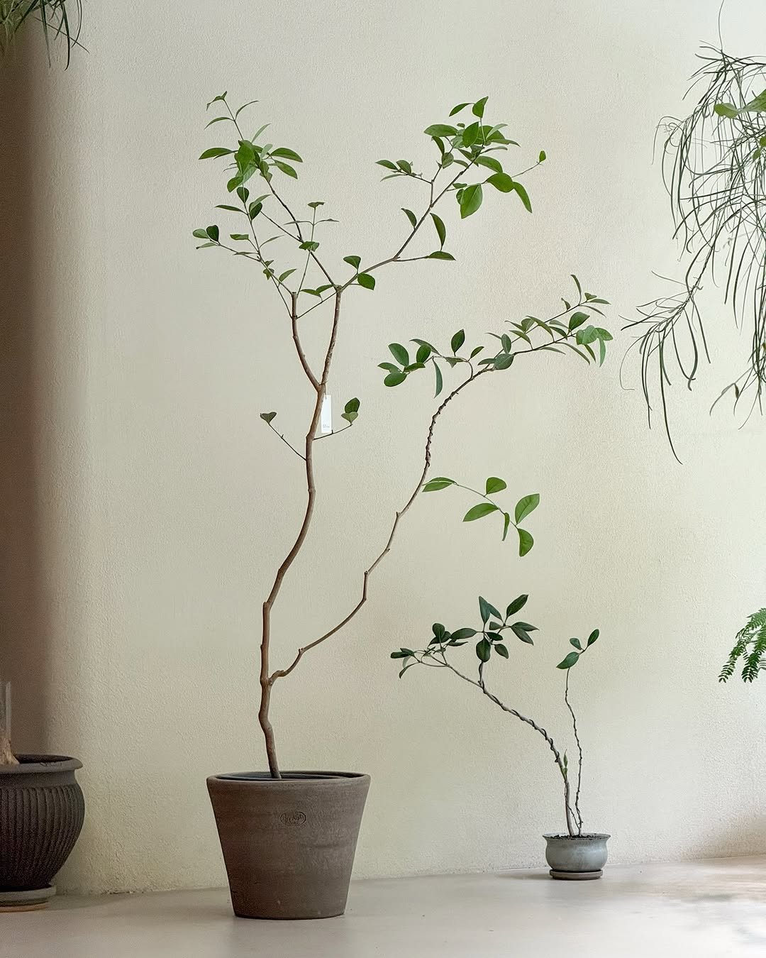 Photo by 리플렉티브 in Seoul, Korea. May be an image of house plant and text.