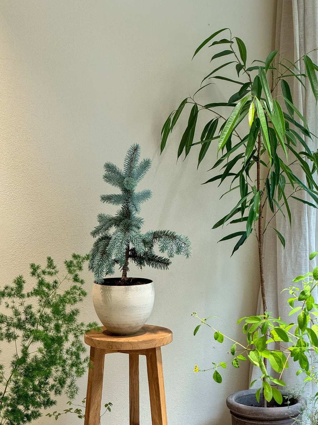 Photo by 리플렉티브 in Seoul, Korea. May be an image of house plant, ivy, mistletoe cactus and text.