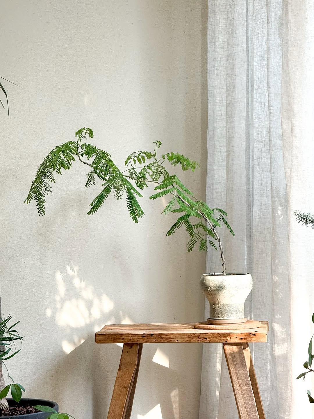 Photo by 리플렉티브 in Seoul, Korea. May be an image of house plant, mistletoe cactus and text.