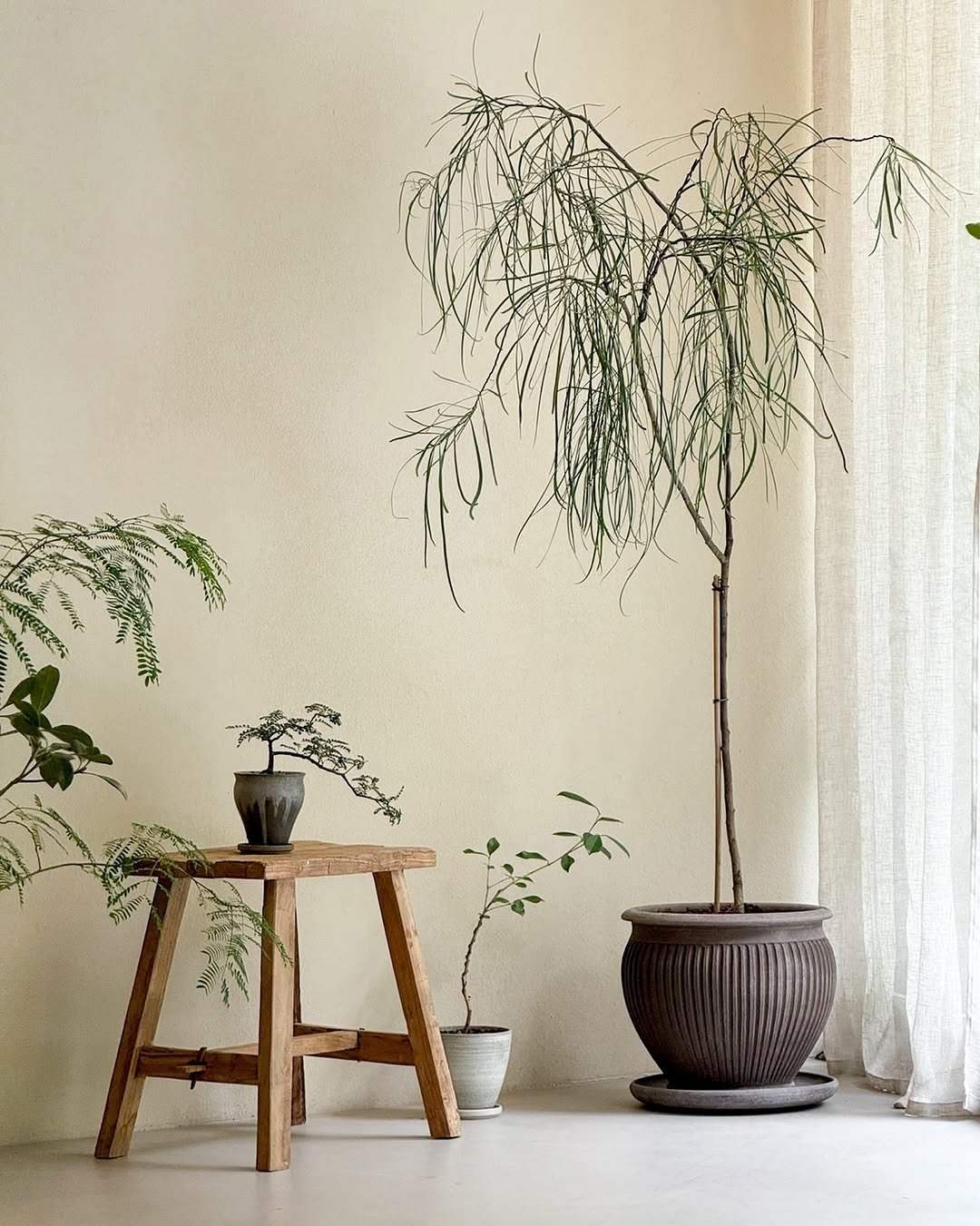 Photo by 리플렉티브 in Seoul, Korea with @bergspotter. May be an image of house plant, mistletoe cactus and text.