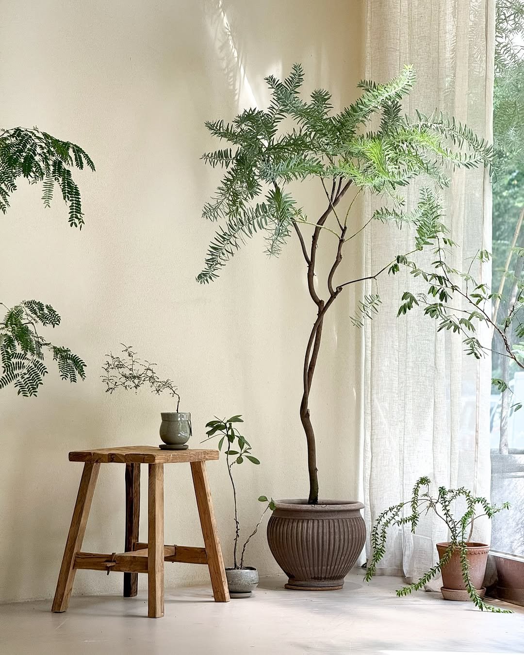 Photo by 리플렉티브 in Seoul, Korea. May be an image of flower pot, house plant, mistletoe cactus and text.