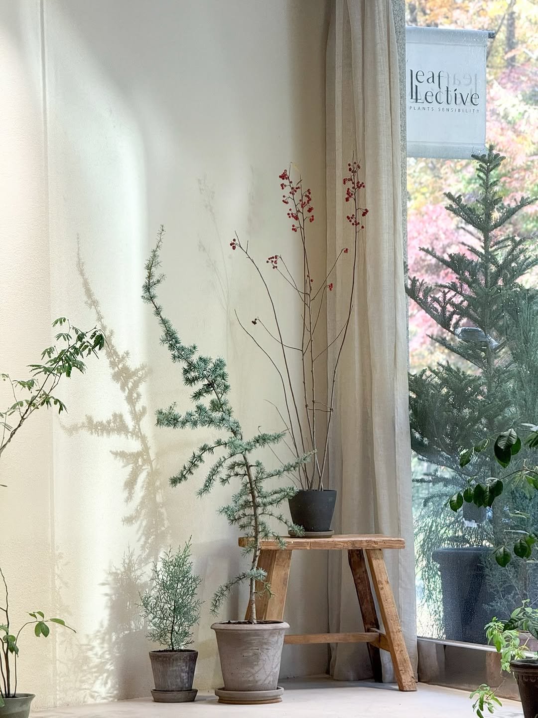 Photo by 리플렉티브 in Seoul, Korea. May be an image of house plant, indoors and text.