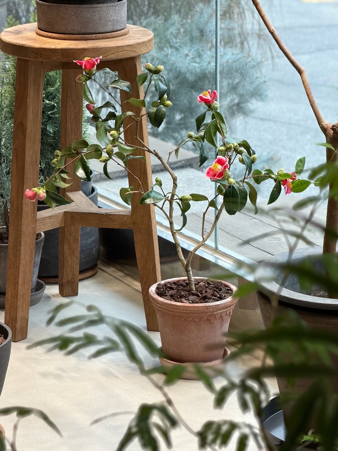 Photo by 리플렉티브 in Seoul, Korea. May be an image of house plant, flower pot, ivy and text.