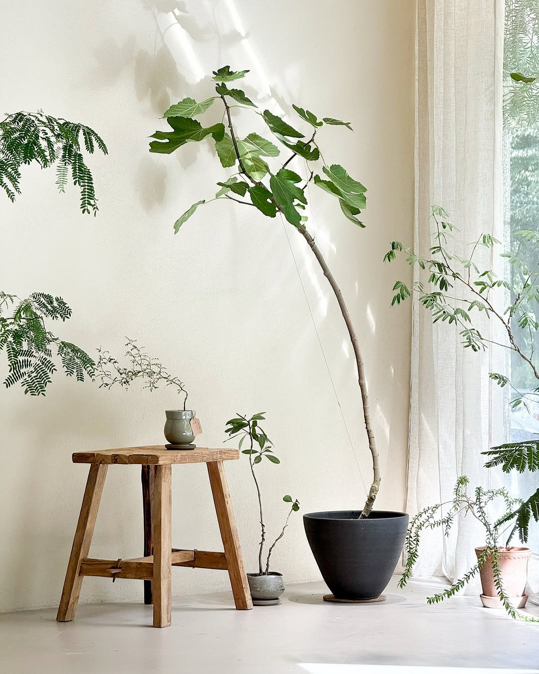 Photo by 리플렉티브 in Seoul, Korea. May be an image of house plant, flower pot, mistletoe cactus and text.