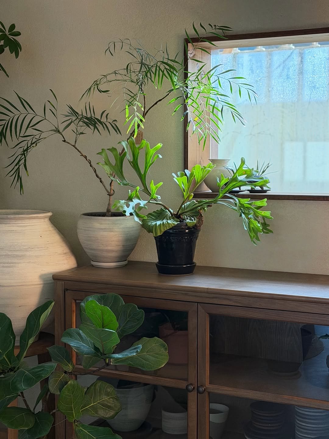 Photo by 리플렉티브 in Seoul, Korea. May be an image of house plant, mistletoe cactus and text.