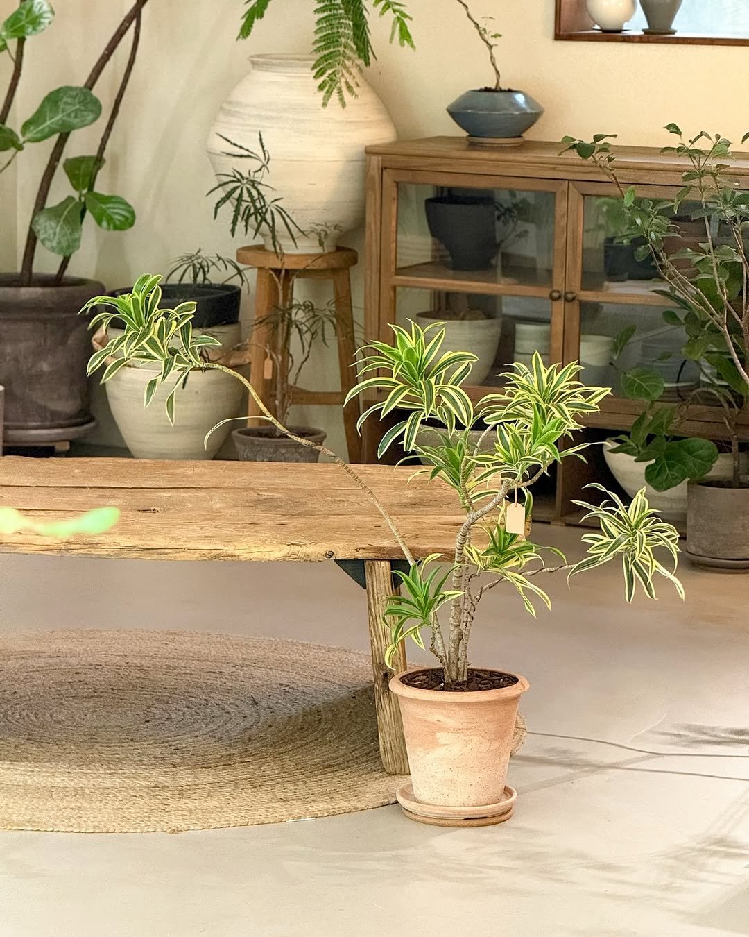 Photo by 리플렉티브 in Seoul, Korea. May be an image of house plant, mistletoe cactus and text.