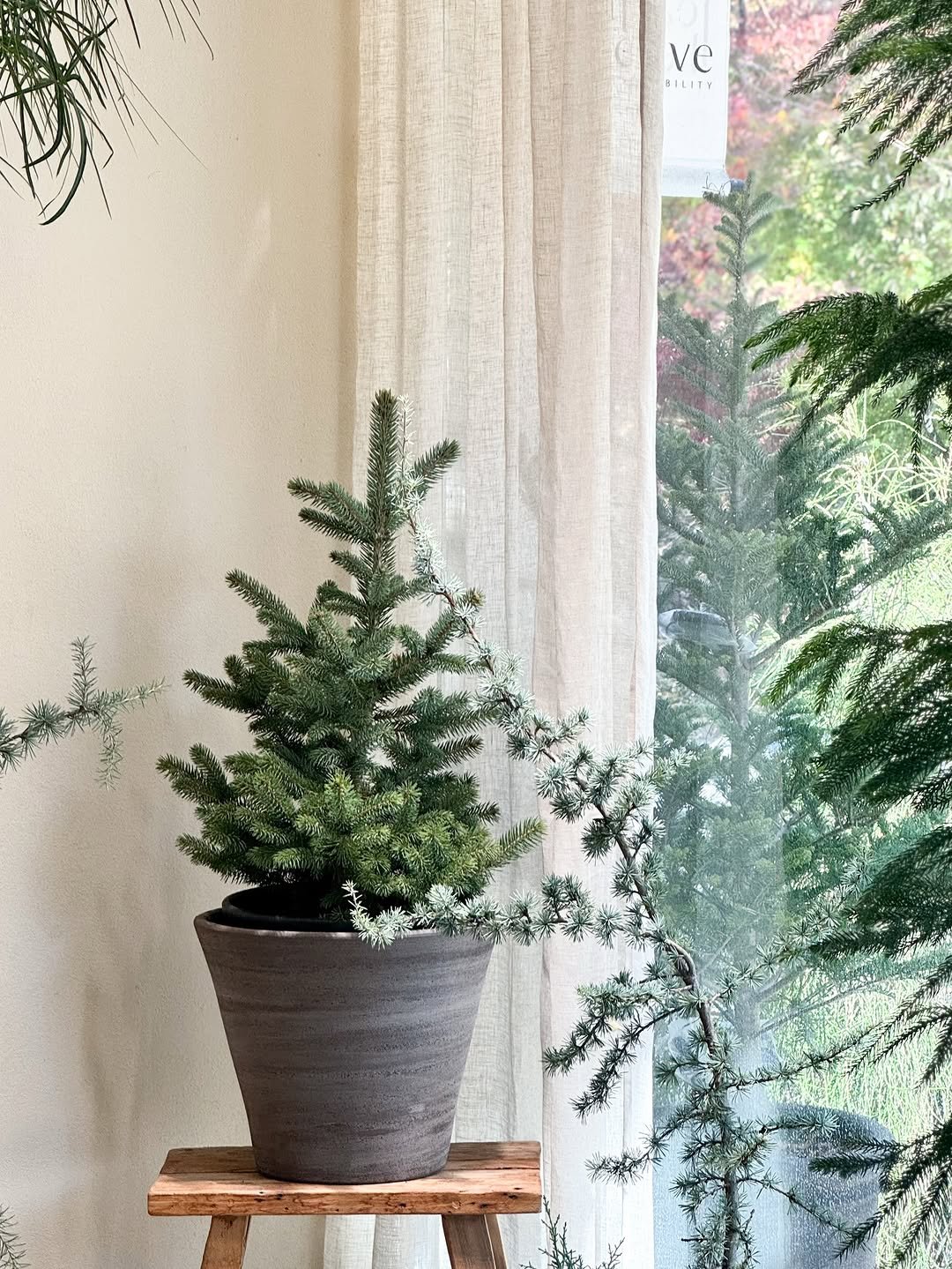 Photo by 리플렉티브 in Seoul, Korea. May be an image of house plant, ivy, mistletoe cactus and text.