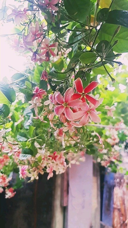 learn_editing__ 게시물 이미지: Rain + Flowers = Happiness 
..
..
..
📸 shot on...