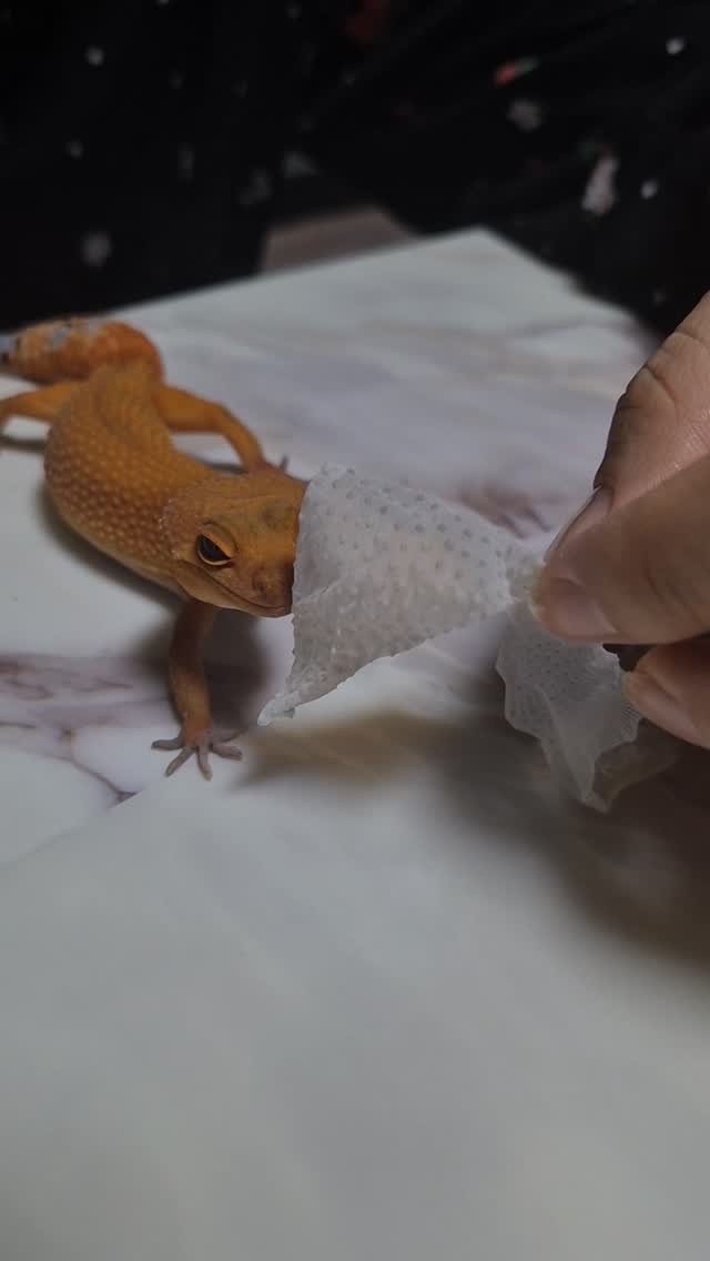 lee_477234 게시물 이미지: #레오파드게코 #reopardgecko #탈피 #냠냠