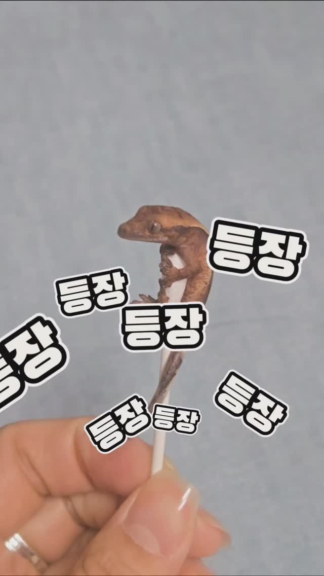 lee_477234 게시물 이미지: 처음 해봤는데… 진짜 나왔어요 🦎

크레스티드게코 알 부화 도전했는데
초반에는 진짜...