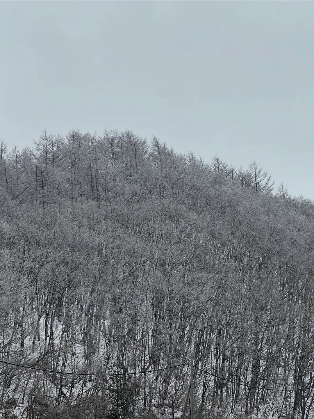 Photo by 이준혁 on February 04, 2026. May be an image of tree, fog and ski slope.