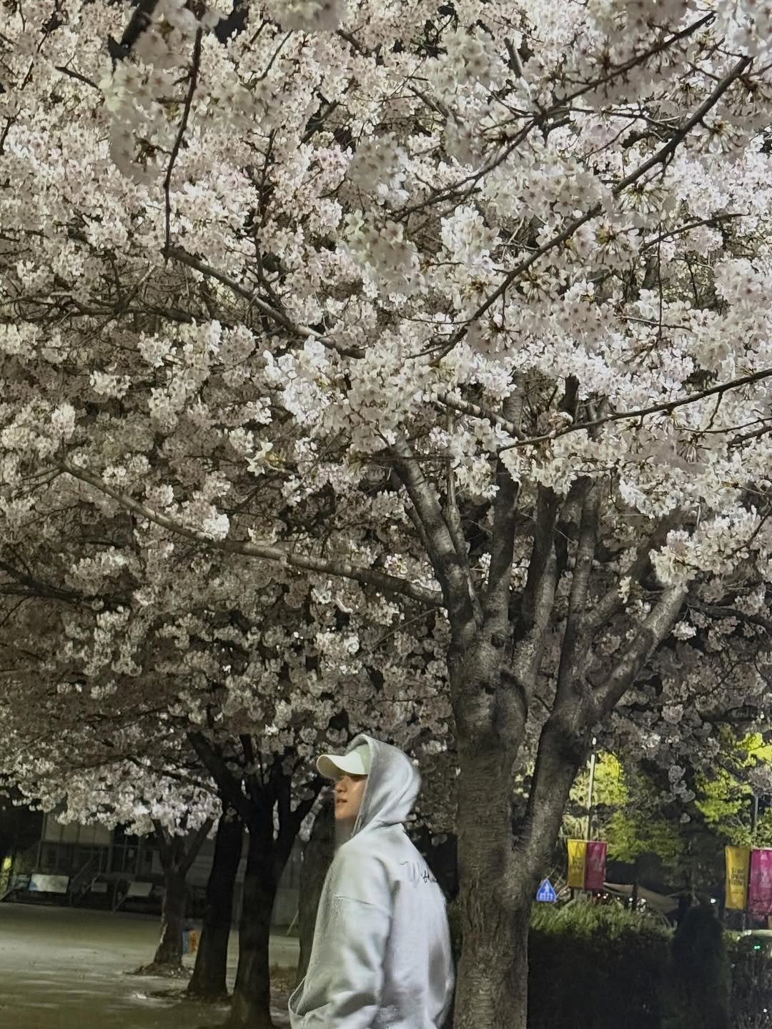 leesangjun_0303 게시물 이미지: 아 맞다 저도 벚꽃 봤어요
