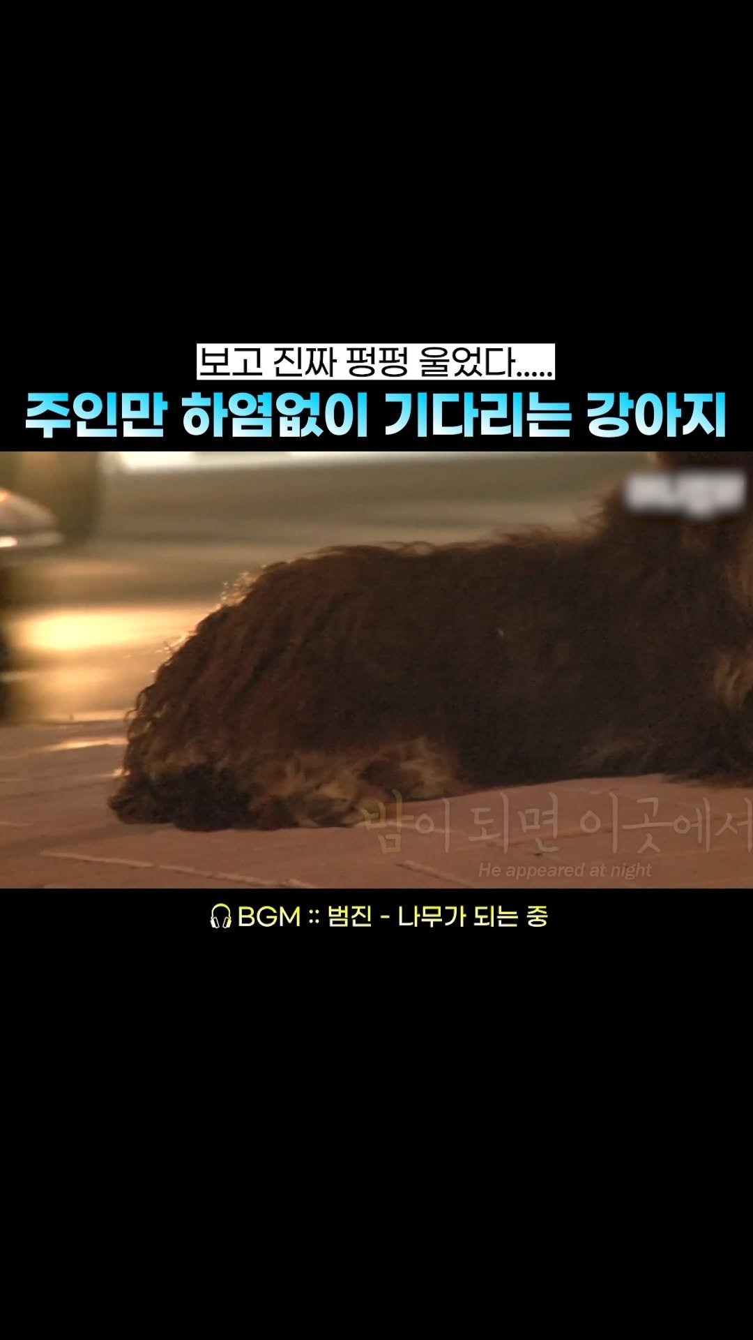 legend_s0ng 게시물 이미지: 견주를 위한 강아지의 사랑이 바로 찐사랑...
🎧 BGM :: 범진 - 나무가 되는...