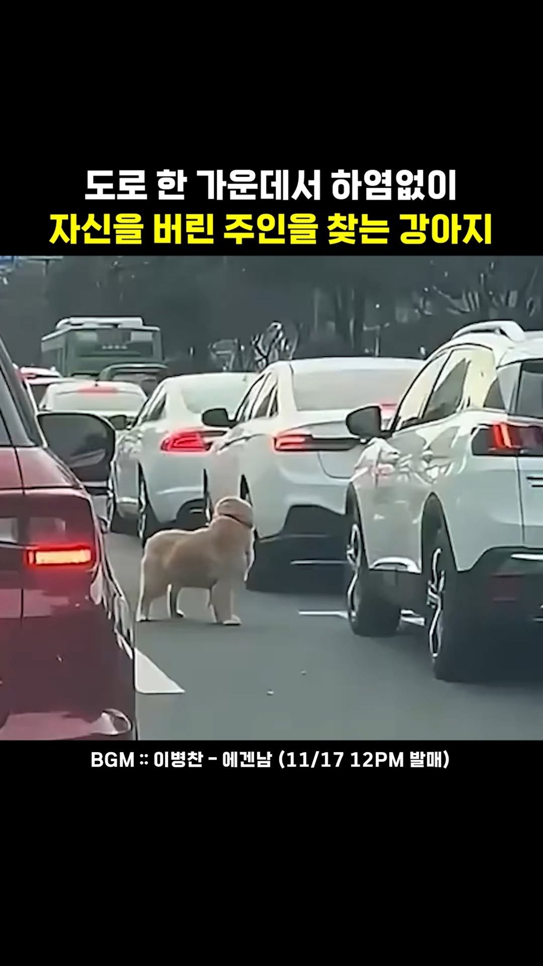 legend_s0ng 게시물 이미지: 주인만 바라보던 강아지는 무슨 잘못일까,,
🎧 BGM :: 이병찬 - 에겐남...