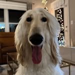 gfta2subottlegod 프로필 사진