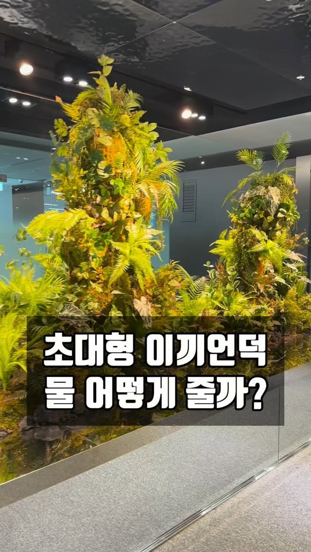 lesoleilflower 게시물 이미지: 이 초대형 이끼 언덕.
물 어떻게 주는지 고객님이 물어보시더라구요.

물 줄 필요...