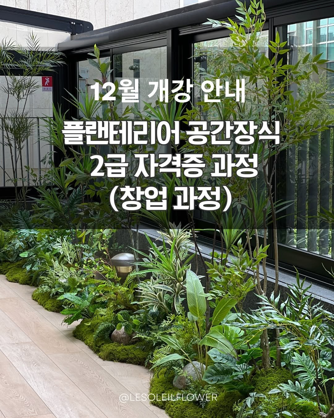 Photo by 르솔레유 | 조화 | 실크플라워 | 플랜테리어 창업컨설팅 on December 01, 2025. May be an image of plant, outdoors and text that says '12 12월 월 개강 안내 플랜테리어 공간장식 2급 자격증 과정 (창업 과정) @LESOLEILFLOWER @LESOLEI'.