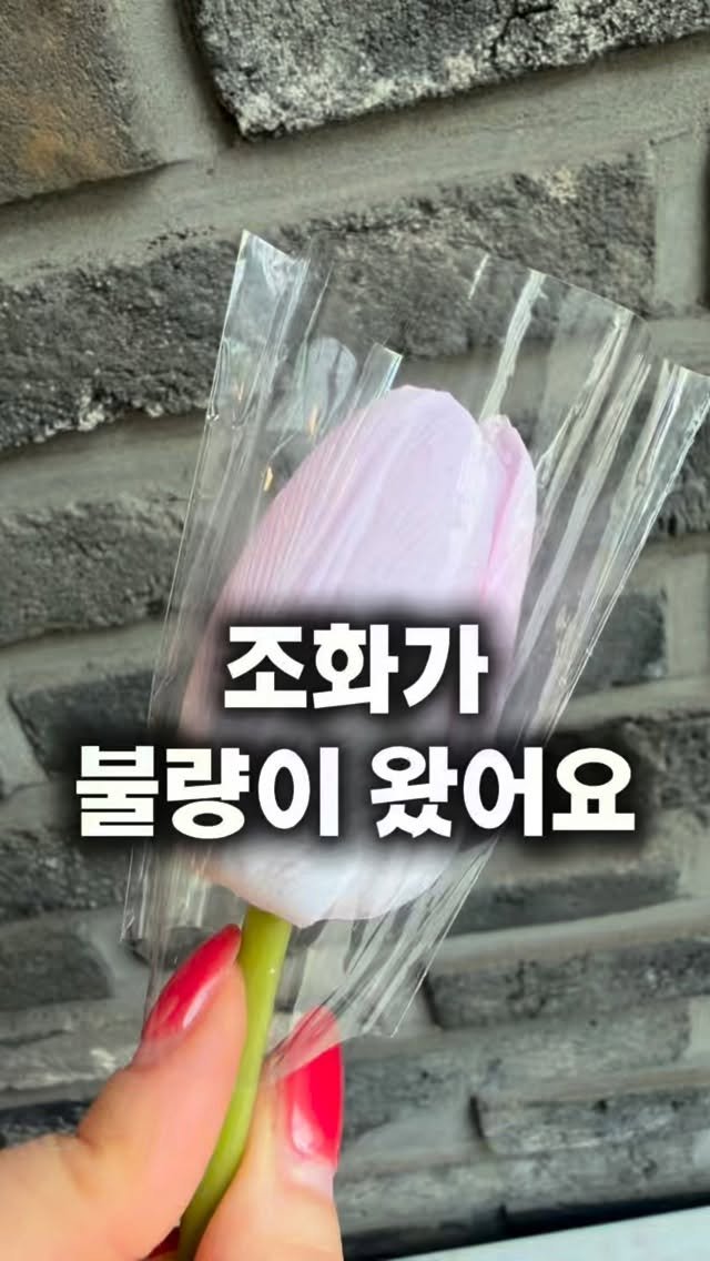 lesoleilflower 게시물 이미지: 조화가 불량이 왔어요!!

수업 재료 중에 조화가 불량이 왔다는 연락을...