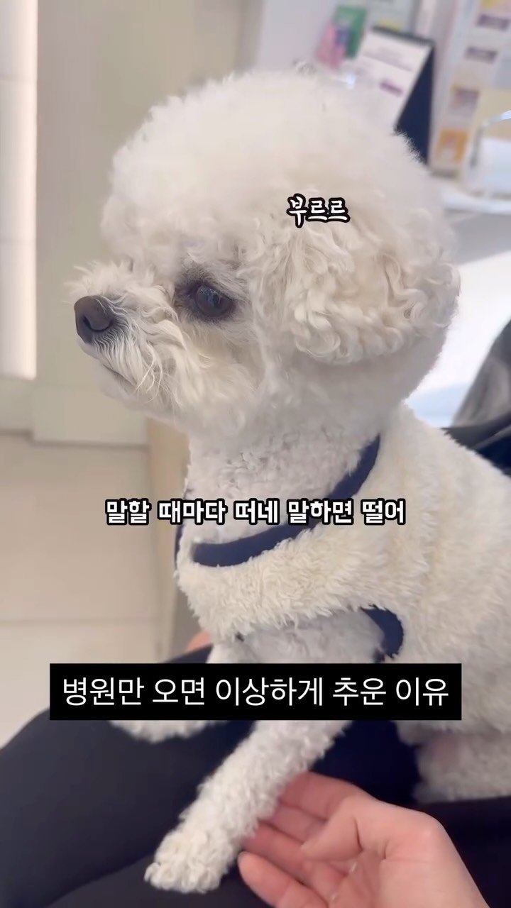 lesophi_100k 게시물 이미지: 동물병원은 항상 에어컨을 켜두나보다…..

#강아지#미니비숑#dog#dogstagram#비숑